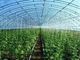 Προκατασκευασμένο ελαφρύ γεωργικό φυτικό θερμοκήπιο Q235 ISO9001 δομών χάλυβα